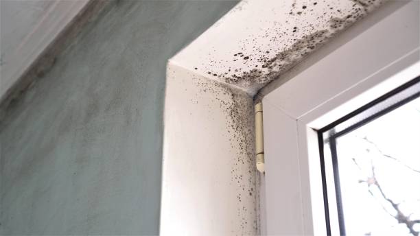 Best Toxic Mold Removal  in Alton, IL