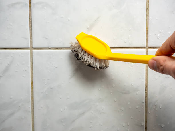 Office Mold Removal Services in Alton, IL