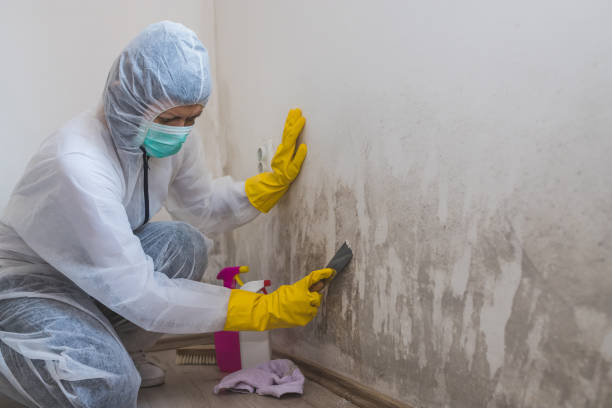 Best Emergency Mold Removal  in Alton, IL