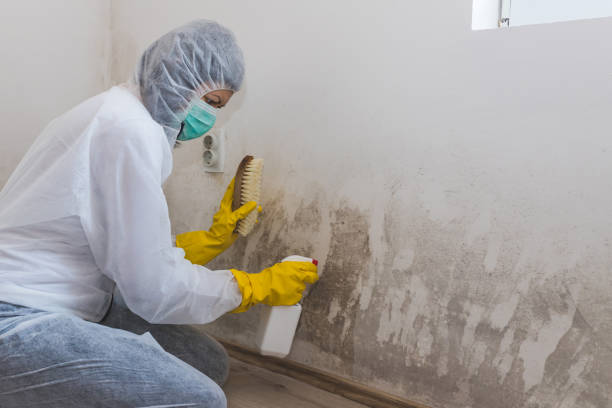 Best Attic Mold Removal  in Alton, IL
