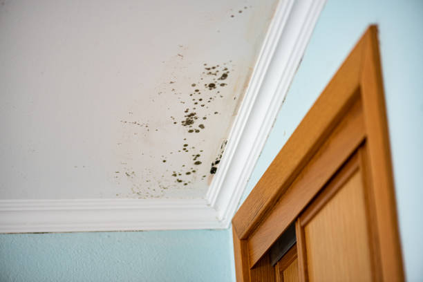 Professional Mold Removal in Alton, IL