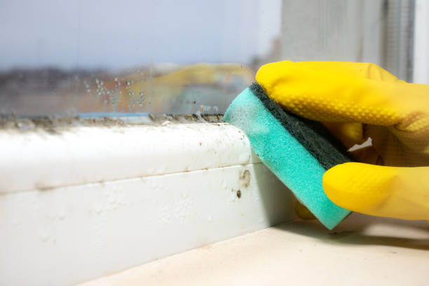 Best Commercial Mold Removal  in Alton, IL